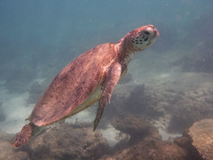 Australian Sea Turtles
