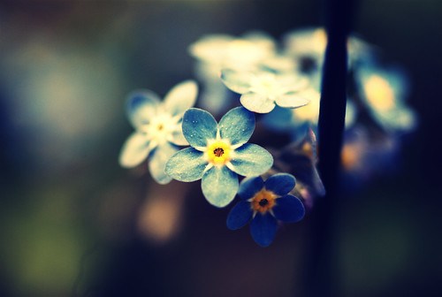 les tendres bleus du printemps by FREDBOUAINE ☮