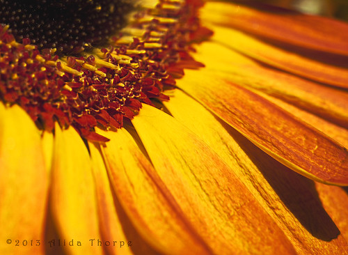 red/yellow daisy macro by Alida's Photos