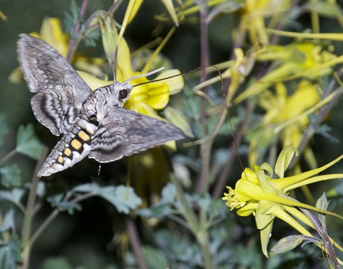 Five Spotted Hawkmoth