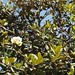 In the neighborhood…Magnolia grandiflora - 03