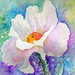 PRICKLY POPPY...WATERCOLOR WITH INK PAINTING