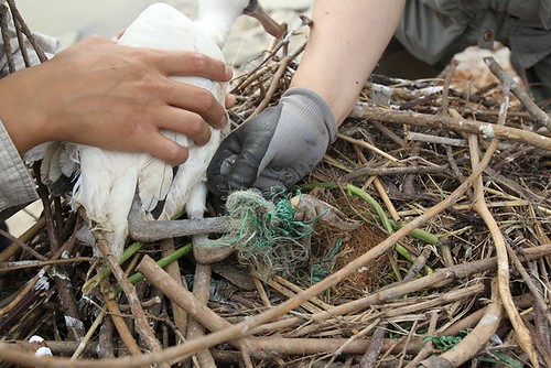 Namjun Jee先生於2011年7月8日在仁川市發現的一隻黑面琵鷺