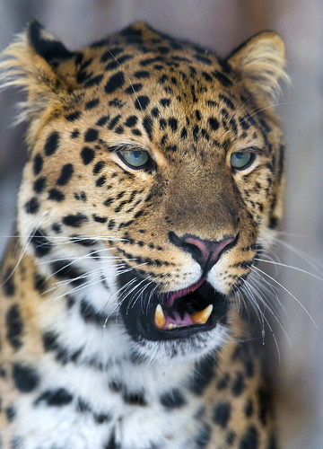Cute leopard with open mouth by Tambako the Jaguar
