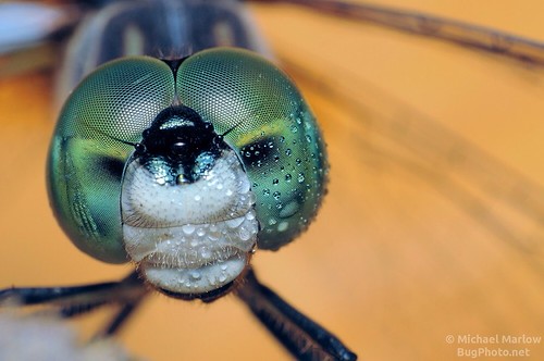 Dew Drops on a Dragonfly by jialiar