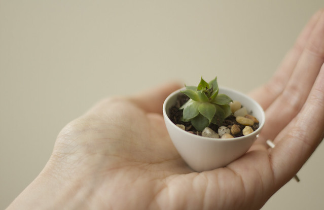 the tiniest houseplant
