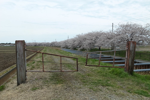 桜の花、舞い上がる道を 5