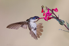 Arizona Spring Songbirds Photo Tour