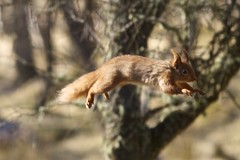 Flying Squirrels 2013