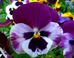 Pansy (Flowers)
