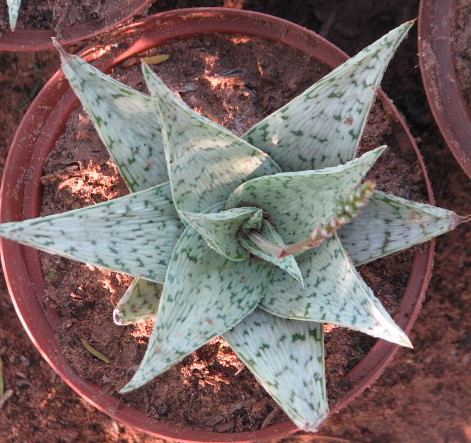 Aloe Silver Star by Ngena Succulents