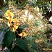 Orquideas de Baños