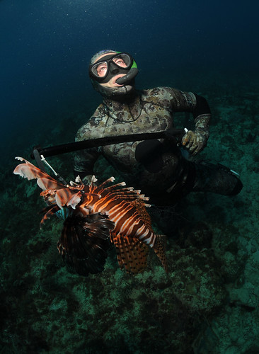 spearing lionfish in florida with spear gun