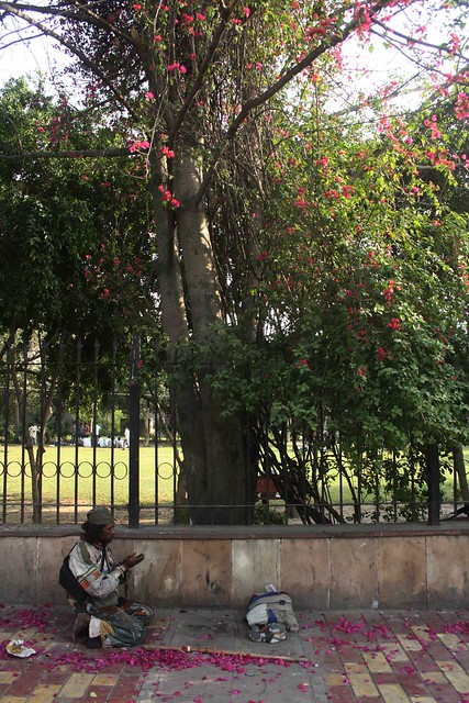City Moment – The Bougainvillea Eater, Lodhi Road