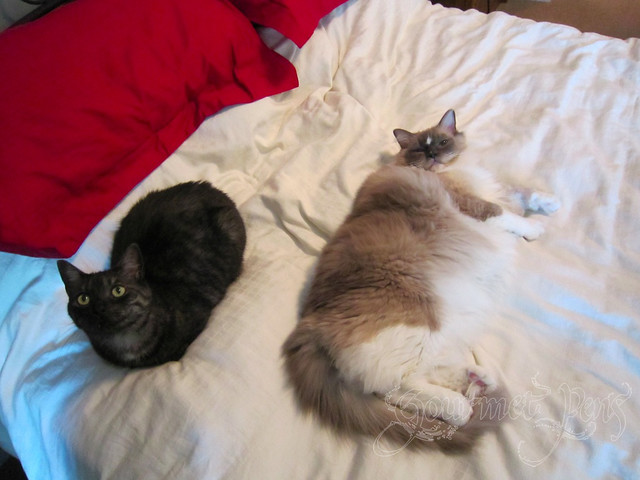 Angel & Tyco Hanging Out on The Bed