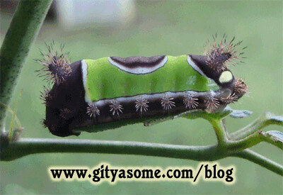 Acharia Stimulea Saddleback Caterpillar