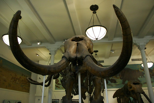 4.15 Mammoth Tusks