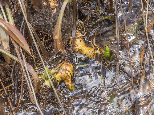 Helonias bullata rhizomes exposed