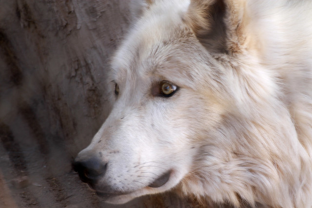 another timber wolf at the Moonridge Zoo.jpg