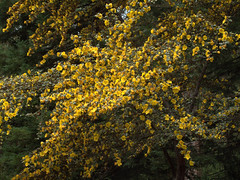 Fremontodendron