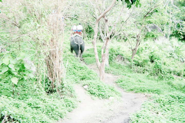 phuket elephant riding typicalben 6