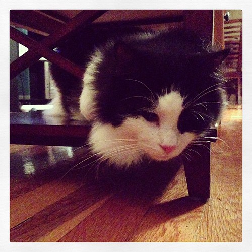 #fmsphotoaday October 12 - Below. Felix loves to hang out below the coffee table! #catsofinstagram