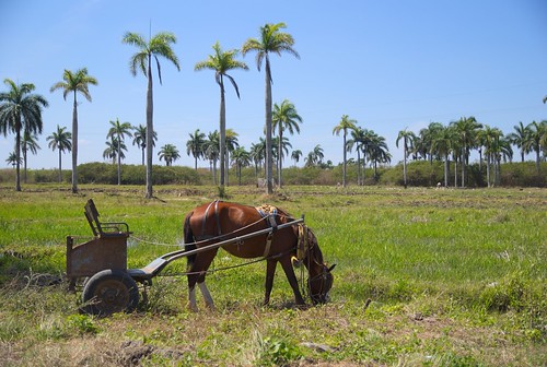 Caballo con volanta pastando al lado de un campo de arroz en los predios de la Presa Minerva, en Santa Clara, Villa Clara, Cuba - 2013