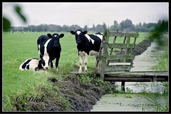 1987 Dutch landscape