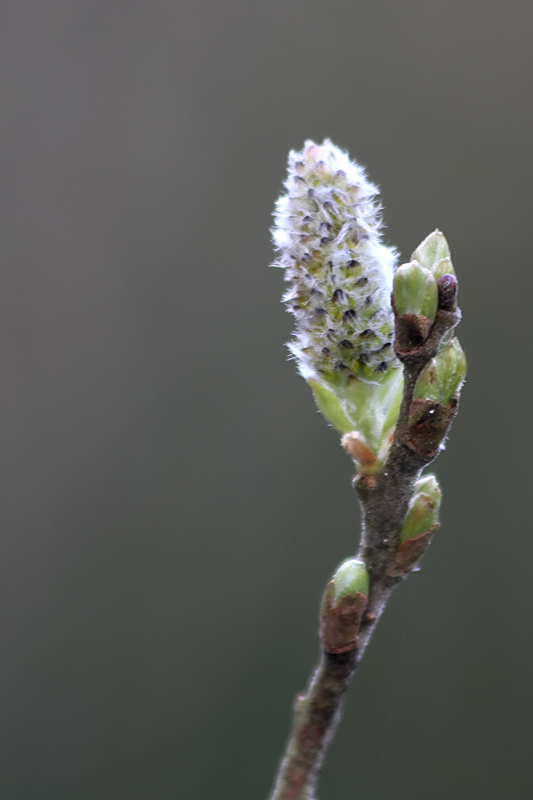 Salix; Pussy Willow