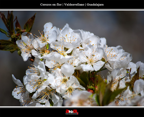 Cerezos en flor | Valdeavellano | Guadalajara by alrojo09