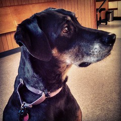 Lola watching the puppy while waiting at the vet tonight #dogstagram #dobermanmix #curious #love