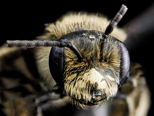 Andrena cressonii, M, face, Maryland, Dorchester County_2013-02-07-14.02.30 ZS PMax