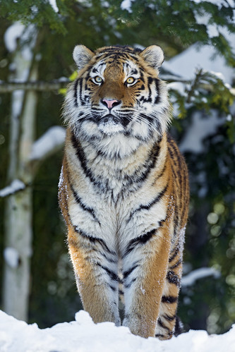 Luva proudly standing in the snow by Tambako the Jaguar