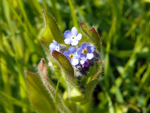Early Forget-me-not (Myosotis ramosissima)? by anemoneprojectors (through the backlog)