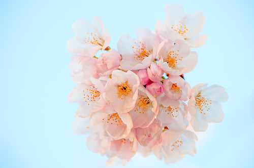 Cherry Blossom by petetaylor