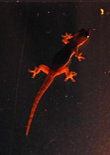 Gecko on the Glass