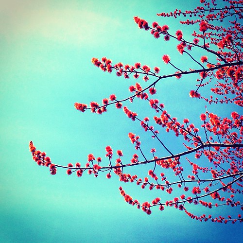 #Spring is beginning to burst! #trees #blueskiesforbunny