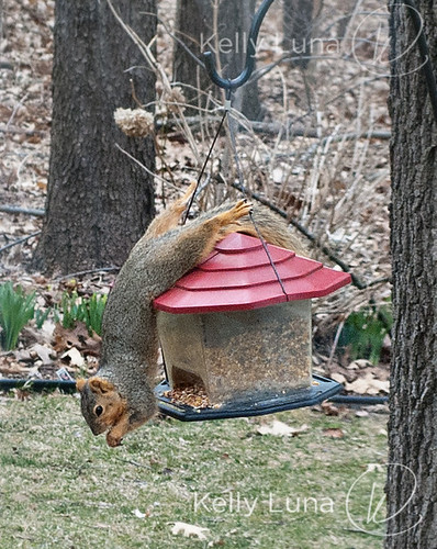 acrobat squirrel-crop