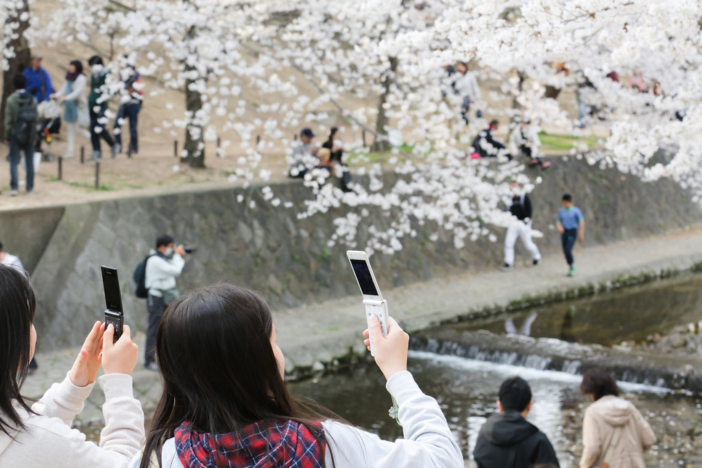 Стильные японцы под цветущей сакурой и сакура над рекой Nishinomiya-shi, Hyogo Prefecture, Japan, 0.004 sec (1/250), f/8.0, 76 mm, EF70-300mm f/4-5.6L IS USM