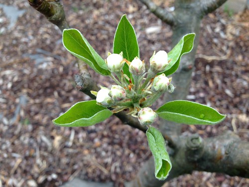 spring garden in NJ, USA: pear in bud