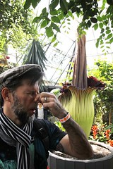 Putrella the Corpse Flower blooms at the Muttart Conservatory
