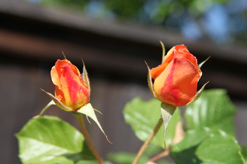 rose_355