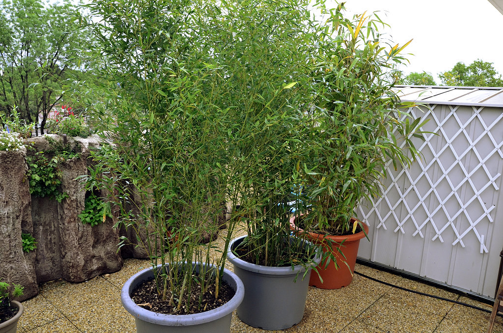 planter un bambou en pot
