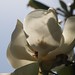 In the neighborhood…Magnolia grandiflora - 16