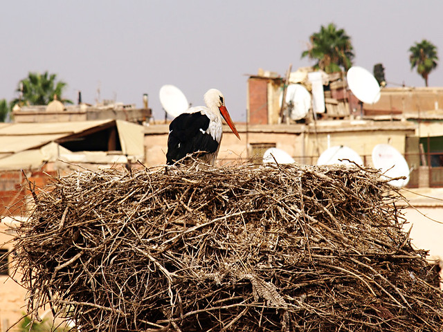 Stork in Morocco