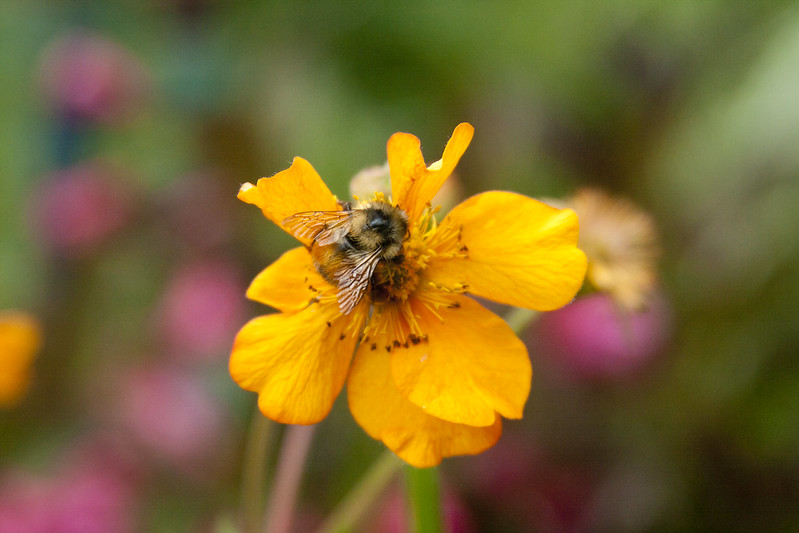 Geum and bee