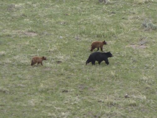 Black Bear & Cubs, Yellowstone