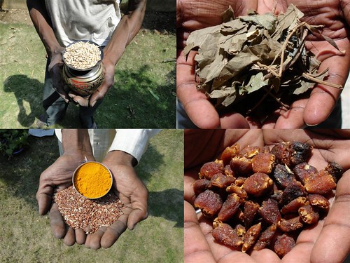 Medicinal Rice Formulations for Diabetes Complications and Heart Diseases (TH Group-6) from Pankaj Oudhia’s Medicinal Plant Database by Pankaj Oudhia