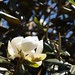 In the neighborhood…Magnolia grandiflora - 07
