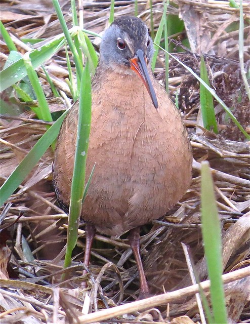 Virginia Rail at Evergreen Lake in McLean County, IL 05